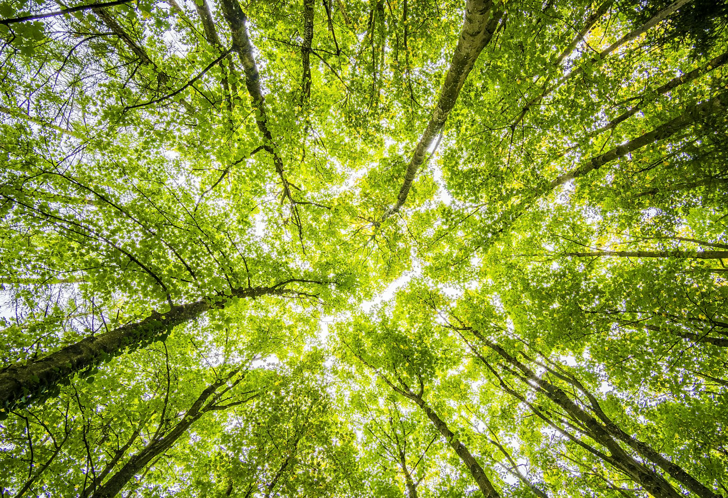 Bio-based skincare - de toekomst van bewuste beauty